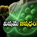 Honeybee Venom: తేనెటీగల విషంతో రొమ్ము క్యాన్సర్‌ మాయం.. పరిశోధకుల కీలక ఆవిష్కణ!