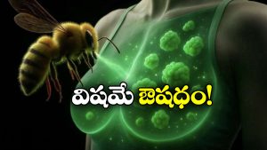 Honeybee Venom: తేనెటీగల విషంతో రొమ్ము క్యాన్సర్‌ మాయం.. పరిశోధకుల కీలక ఆవిష్కణ!