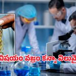 Scorpion: తేలు విషం లీటరు రూ.80 కోట్లా? ఇంతకీ దానితో ఏం చేస్తారు?