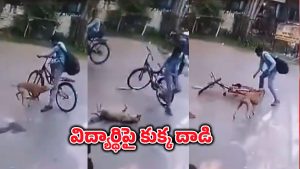 Street Dog Attack: OMG!.. సైకిల్ పై వెళ్తున్న విద్యార్థిపై వీధికుక్క దాడి.. వీడియో చూస్తే..