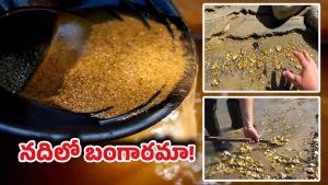 Gold River: ఇది నిజమేనా! మన దేశంలో బంగారంతో నిండిన నది ఉందని తెలుసా?