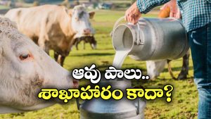 Milk – Non Vegetarian: పాలు మాంసాహారమా? అమెరికాలో అంతే.. ఎందుకంటే?