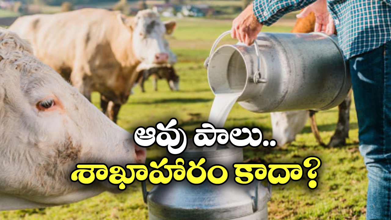 Milk – Non Vegetarian: పాలు మాంసాహారమా? అమెరికాలో అంతే.. ఎందుకంటే?