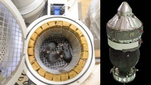 Rats And Flies: అంతరిక్షంలోకి 75 ఎలుకలను పంపుతోన్న రష్యా.. ఎందుకంటే?