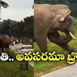 Viral Video: గజరాజుతో సెల్ఫీ.. కిందపడేసి మరీ తొక్కేసింది, ధైర్యం ఉంటేనే ఈ వీడియో చూడండి!