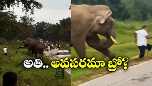 Viral Video: గజరాజుతో సెల్ఫీ.. కిందపడేసి మరీ తొక్కేసింది, ధైర్యం ఉంటేనే ఈ వీడియో చూడండి!
