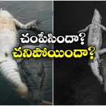 Viral News: మొసలిని మోసుకెళ్లి మరో మొసలి.. ఇంతకీ దానికి ఏమైనట్టు?