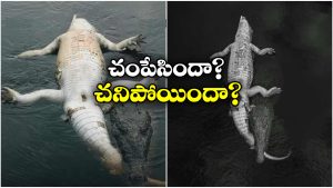 Viral News: మొసలిని మోసుకెళ్లి మరో మొసలి.. ఇంతకీ దానికి ఏమైనట్టు?