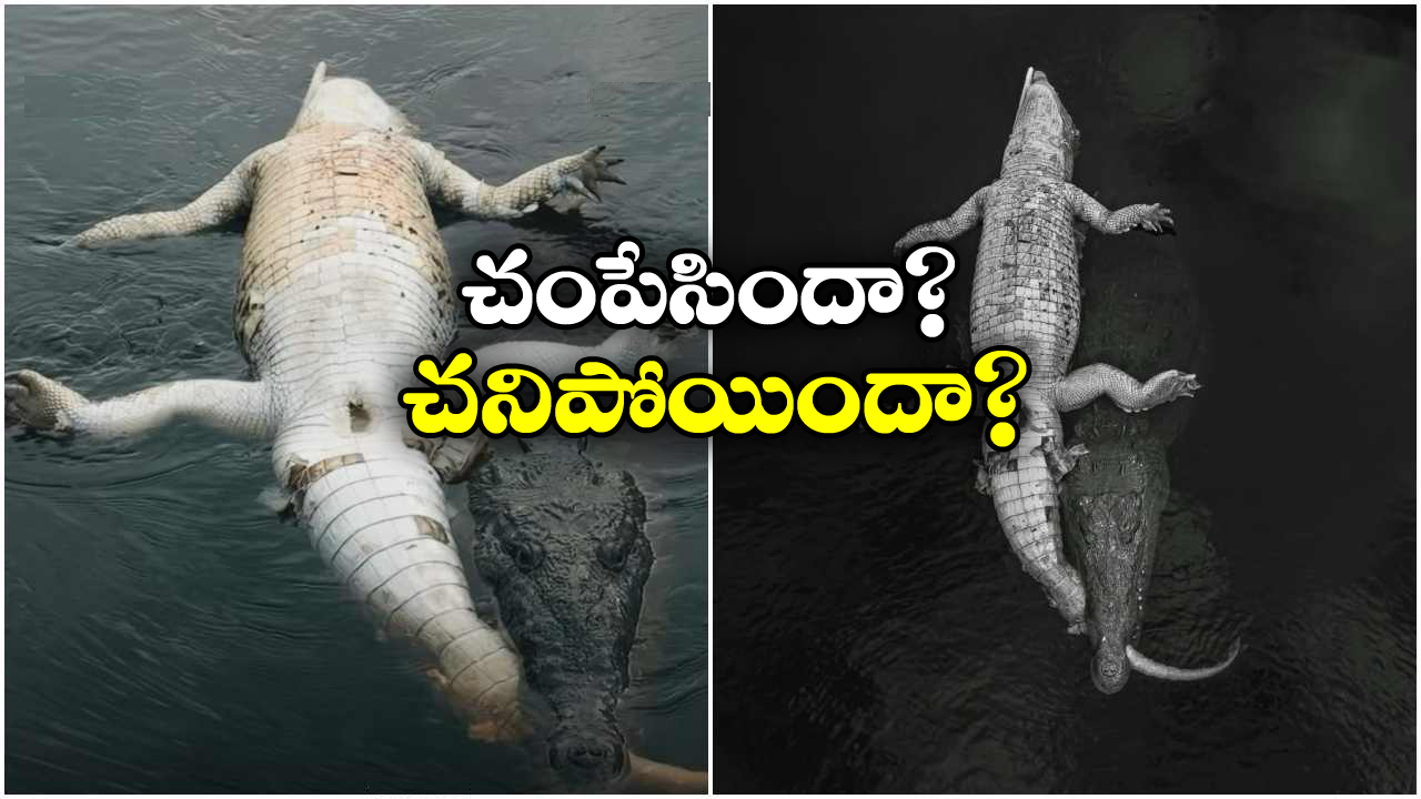Viral News: మొసలిని మోసుకెళ్లి మరో మొసలి.. ఇంతకీ దానికి ఏమైనట్టు?