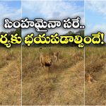 Viral Video: పిల్లలా? నా వల్ల కాదు.. ఆడ సింహన్ని చూసి మృగరాజు పరుగోపరుగు!
