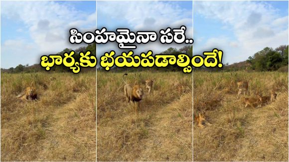 Viral Video: పిల్లలా? నా వల్ల కాదు.. ఆడ సింహన్ని చూసి మృగరాజు పరుగోపరుగు!