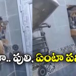 Viral Video: బాత్రూమ్‌ లోకి తొంగి చూసిన పులి.. ఆ తర్వాత..