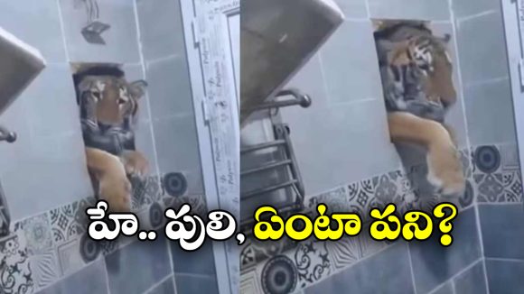 Viral Video: బాత్రూమ్‌ లోకి తొంగి చూసిన పులి.. ఆ తర్వాత..