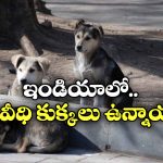 Most Dogs Country: ఎక్కువ కుక్కలు ఏ దేశంలో ఉన్నాయి? టాప్ 10 లిస్టులో ఇండియా ఉందా?