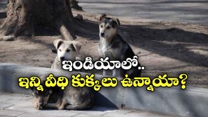 Most Dogs Country: ఎక్కువ కుక్కలు ఏ దేశంలో ఉన్నాయి? టాప్ 10 లిస్టులో ఇండియా ఉందా?