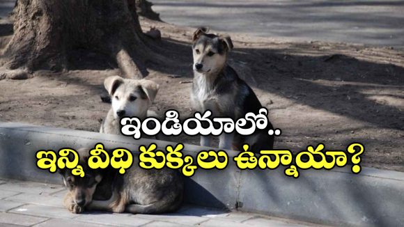 Most Dogs Country: ఎక్కువ కుక్కలు ఏ దేశంలో ఉన్నాయి? టాప్ 10 లిస్టులో ఇండియా ఉందా?