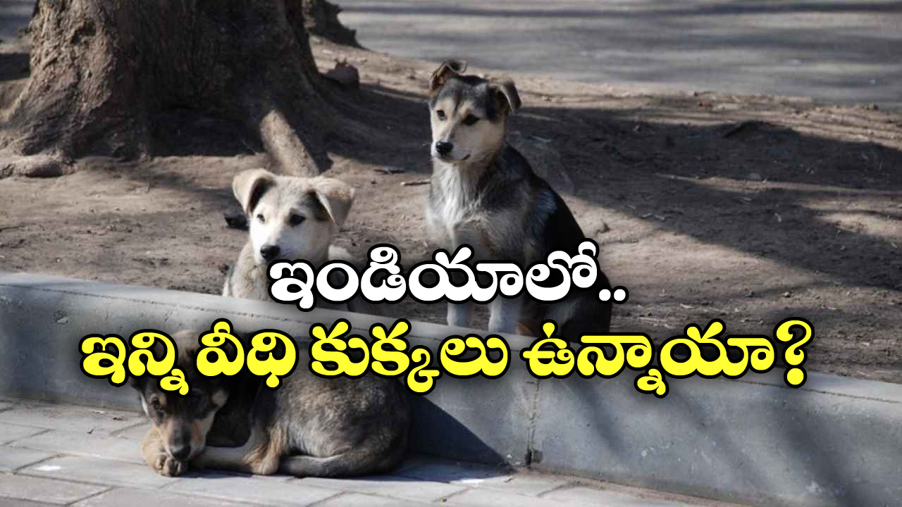 Most Dogs Country: ఎక్కువ కుక్కలు ఏ దేశంలో ఉన్నాయి? టాప్ 10 లిస్టులో ఇండియా ఉందా?