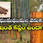 Cinnamon: దాల్చిన చెక్కను ఇలా తయారు చేస్తారా? అస్సలు ఊహించి ఉండరు!