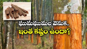 Cinnamon: దాల్చిన చెక్కను ఇలా తయారు చేస్తారా? అస్సలు ఊహించి ఉండరు!
