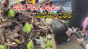 Viral video: ఢిల్లీలో వర్ష బీభత్సం.. బైక్‌పై కూలిన భారీ చెట్టు.. స్పాట్‌‌లోనే..?