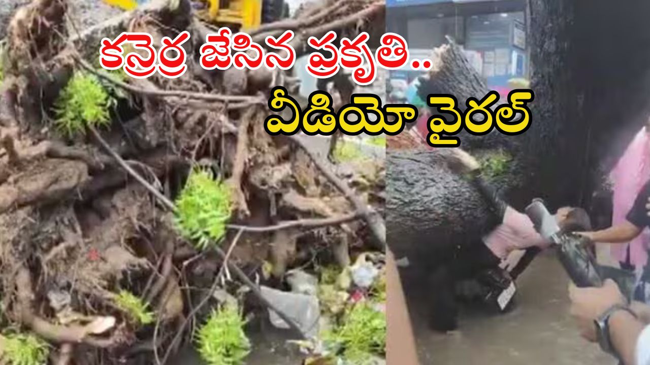 Viral video: ఢిల్లీలో వర్ష బీభత్సం.. బైక్‌పై కూలిన భారీ చెట్టు.. స్పాట్‌‌లోనే..?
