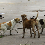 Dog bite: కుక్కల గుంపు ఒక్కసారిగా మిమ్మల్ని చుట్టుముట్టిందా? మిమ్మల్ని మీరు ఇలా కాపాడుకోండి