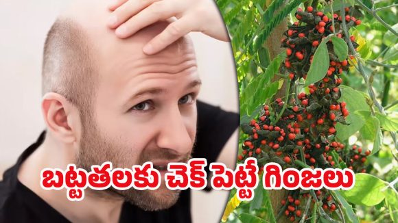 Bald Head Regrowth: బట్టతల సమస్యకు చెక్.. ఇలా చేస్తే జుట్టు పెరగడం ఖాయం