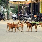 Telangana: దారుణం.. కుక్కకాటుతో నాలుగేళ్ల బాలుడు మృతి