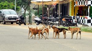 Telangana: దారుణం.. కుక్కకాటుతో నాలుగేళ్ల బాలుడు మృతి