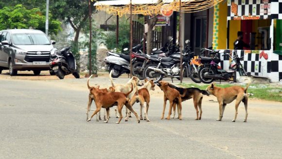 Telangana: దారుణం.. కుక్కకాటుతో నాలుగేళ్ల బాలుడు మృతి