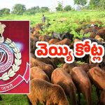 Sheep Scam: గొర్రెల స్కాం కేసులో సంచలన విషయాలు.. ఏకంగా రూ.1000 కోట్ల స్కాం..!