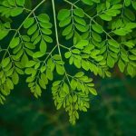 Drumstick Leaves: వీళ్లు.. పొరపాటున కూడా మునగాకు తినొద్దు !
