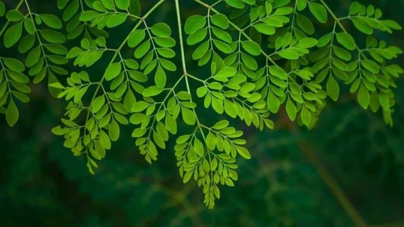 Drumstick Leaves: వీళ్లు.. పొరపాటున కూడా మునగాకు తినొద్దు !