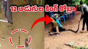 Viral Video: అమ్మ బాబోయ్.. బాత్ రూమ్‌లో కింగ్ కోబ్రా.. ఎక్కడో తెలుసా?