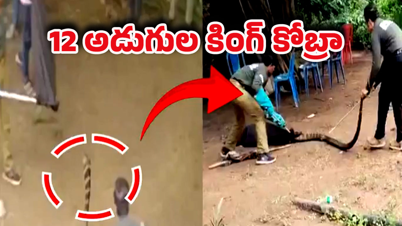 Viral Video: అమ్మ బాబోయ్.. బాత్ రూమ్‌లో కింగ్ కోబ్రా.. ఎక్కడో తెలుసా?