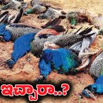 20 Peacocks Found Dead: కర్ణాటకలో ఒకే రోజు 20 పైగా నెమల్లు మృతి.. ధర్మస్థల కోసం బలి?