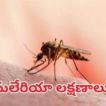 Malaria: మలేరియా లక్షణాలు, నివారణ మార్గాలు ఇవే !