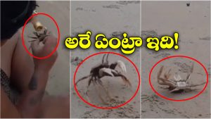 Viral Video: మందేసిన పీత.. దాని షకలు చూస్తే పడీ పడీ నవ్వాల్సిందే!