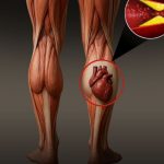 Health Tips: మనకి రెండు గుండెలు ఉంటాయట !