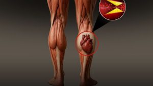 Health Tips: మనకి రెండు గుండెలు ఉంటాయట !