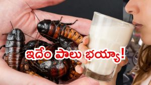 Cockroach milk: పురుగుల మిల్క్ మార్కెట్ లోకి.. పోషకాలు ఫుల్.. మీరు ట్రై చేస్తారా!