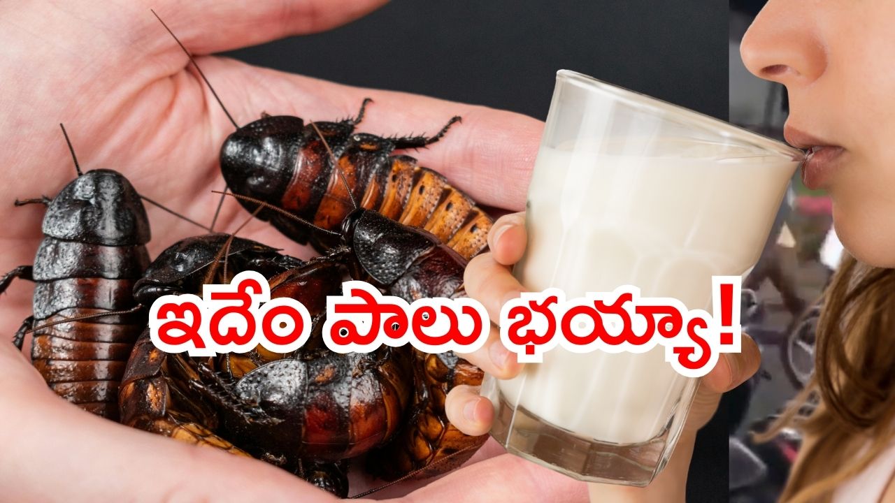 Cockroach milk: పురుగుల మిల్క్ మార్కెట్ లోకి.. పోషకాలు ఫుల్.. మీరు ట్రై చేస్తారా!
