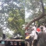 Monkey incident: చెట్టెక్కిన కోతి.. కింద కురిసిన నోట్ల వర్షం.. ఎంత అదృష్టమో!