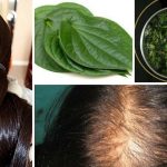 Betel Leaves For Hair: తమలపాకులను ఇలా వాడితే.. ఒత్తైన జుట్టు