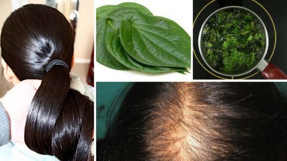 Betel Leaves For Hair: తమలపాకులను ఇలా వాడితే.. ఒత్తైన జుట్టు Betel Leaves For Hair: తమలపాకులను ఇలా వాడితే.. ఒత్తైన జుట్టు