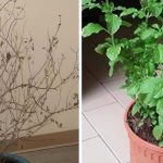 Tulsi Tree: తరచూ తులసి మొక్క ఎండిపోతుందా ? ఈ టిప్స్ ట్రై చేయండి