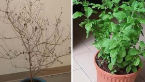 Tulsi Tree: తరచూ తులసి మొక్క ఎండిపోతుందా ? ఈ టిప్స్ ట్రై చేయండి