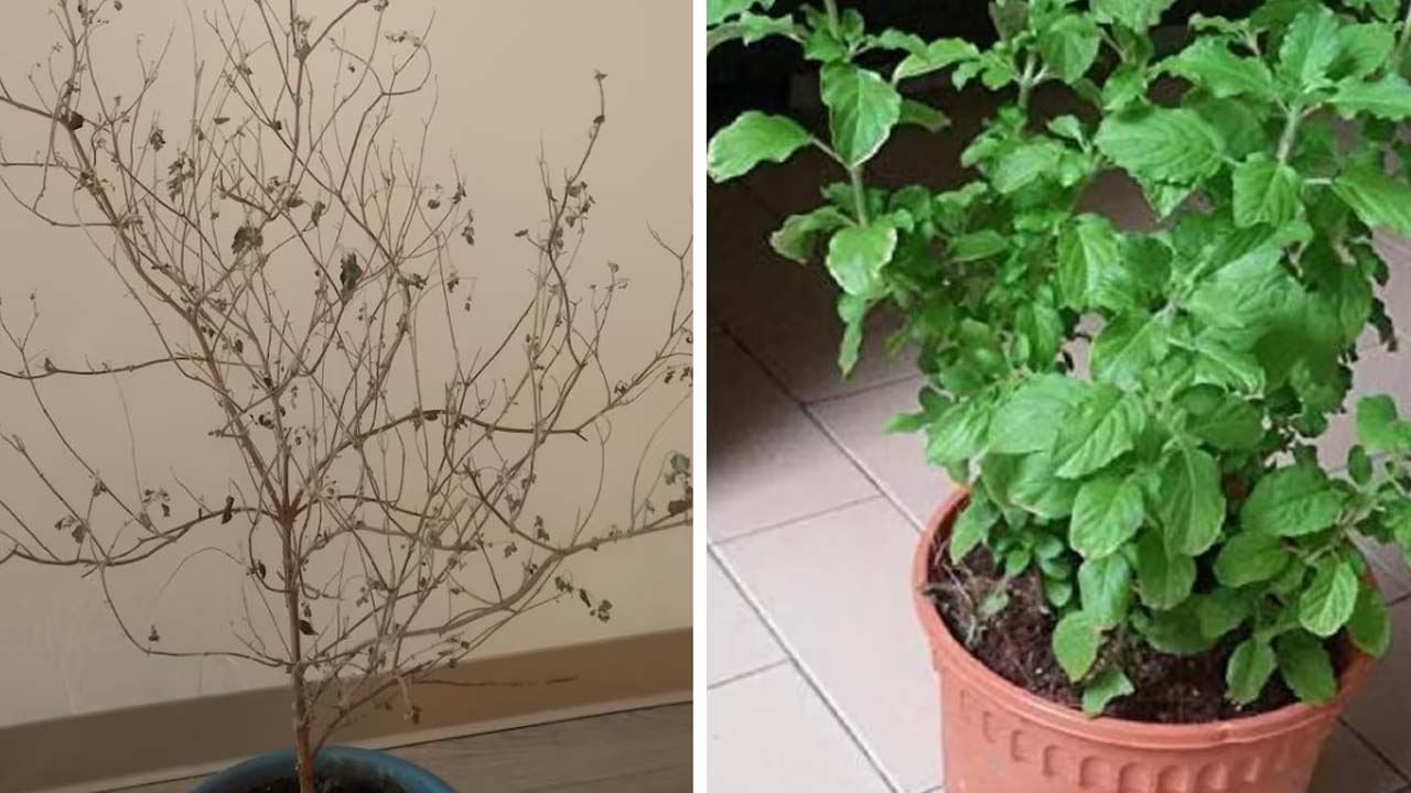 Tulsi Tree: తరచూ తులసి మొక్క ఎండిపోతుందా ? ఈ టిప్స్ ట్రై చేయండి