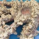Ichthyosis Vulgaris: ఇదో వింత వ్యాధి, లక్షణాలు గుర్తించకపోతే ప్రాణాలకే ప్రమాదం
