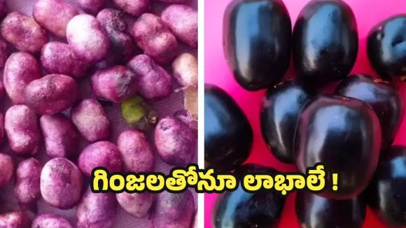 Jamun Seeds: నేరేడు గింజలతోనూ లాభాలే.. తెలిస్తే అస్సలు పడేయరు !